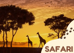 Safari (+10 pers.)